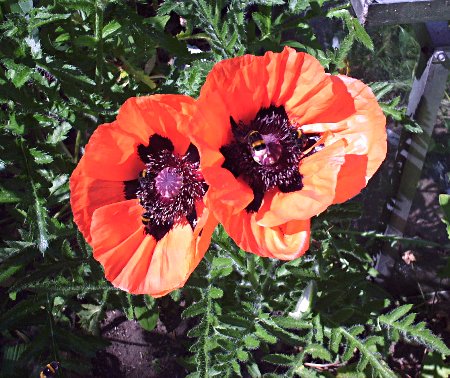 rode papaver