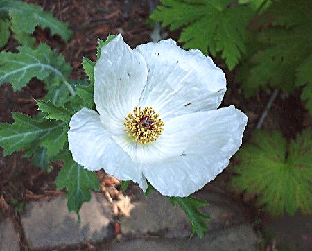 stekelpapaver