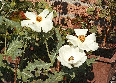 stekelpapaver