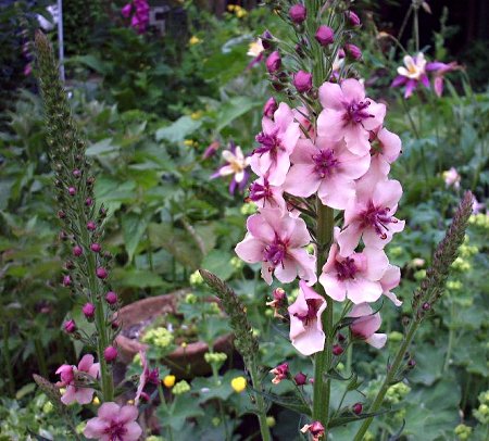verbascum