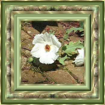 stekelpapaver